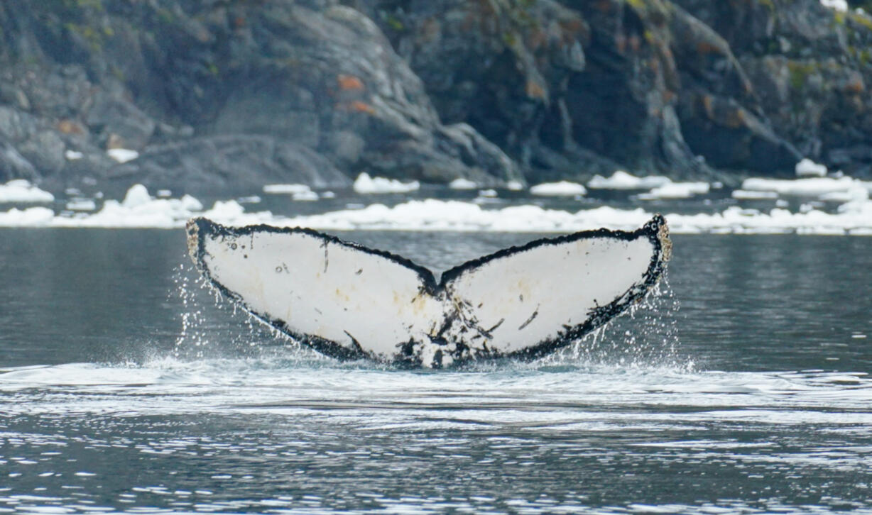 Humpback whale fluke rising from the water near an ice-dotted coastline